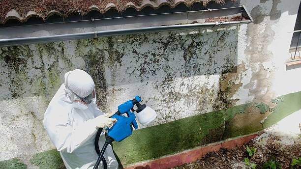 Trusted Mold Remediation service in Lewisville, TX - Cheap Mold Removal